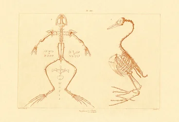 Scheletro